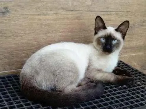 Gato ra a Siamês idade 2 a 6 meses nome Gatinho