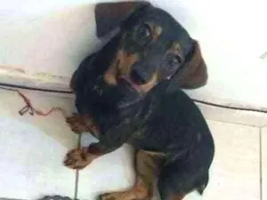 Cachorro raça Misturado idade 1 ano nome Leona