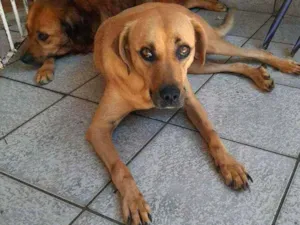 Cachorro raça Sem Raça definda idade 5 anos nome Scooby
