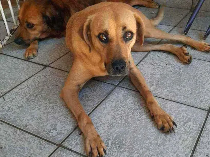Cachorro ra a Sem Raça definda idade 5 anos nome Scooby