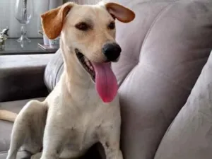 Cachorro raça  idade 1 ano nome Branca 