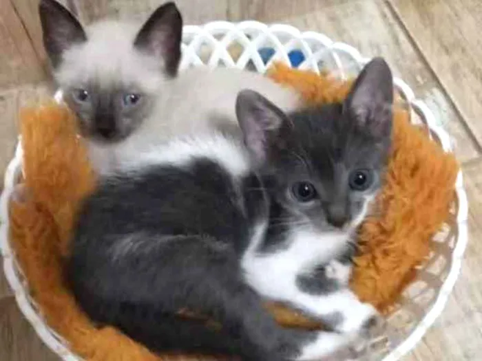 Gato ra a  idade 2 a 6 meses nome Não sei 