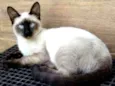 Gatinho