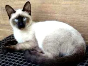 Gato raça Siamês idade 2 a 6 meses nome Gatinho