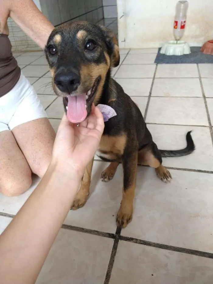 Cachorro raça SRD idade 7 a 11 meses nome Laika