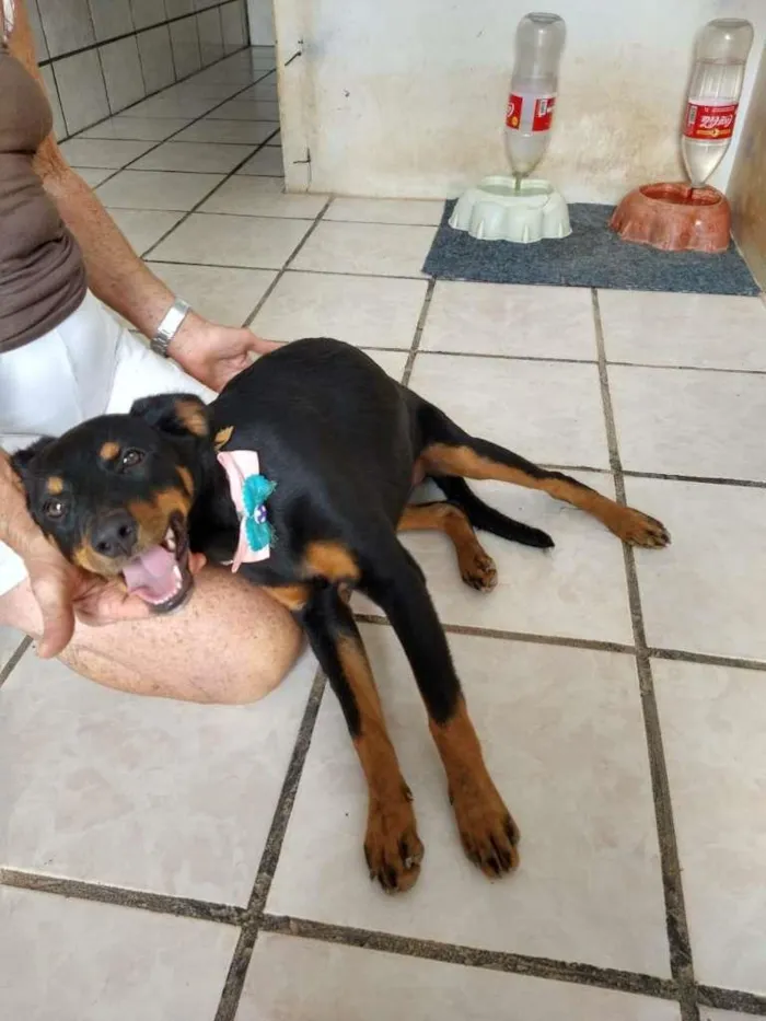 Cachorro raça SRD-ViraLata idade 7 a 11 meses nome Laila