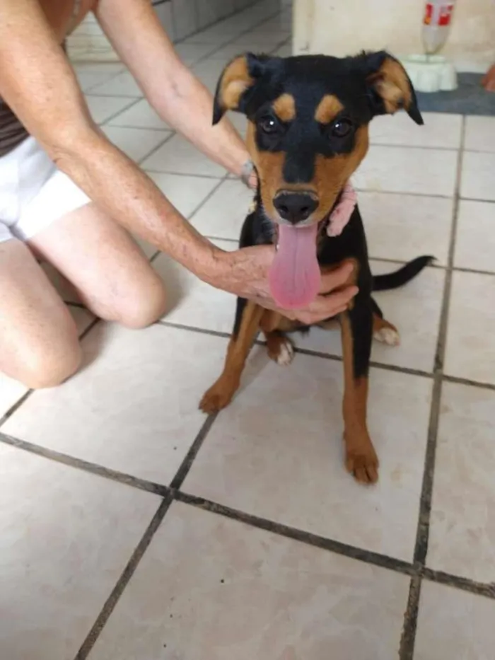 Cachorro raça SRD idade 7 a 11 meses nome Laine