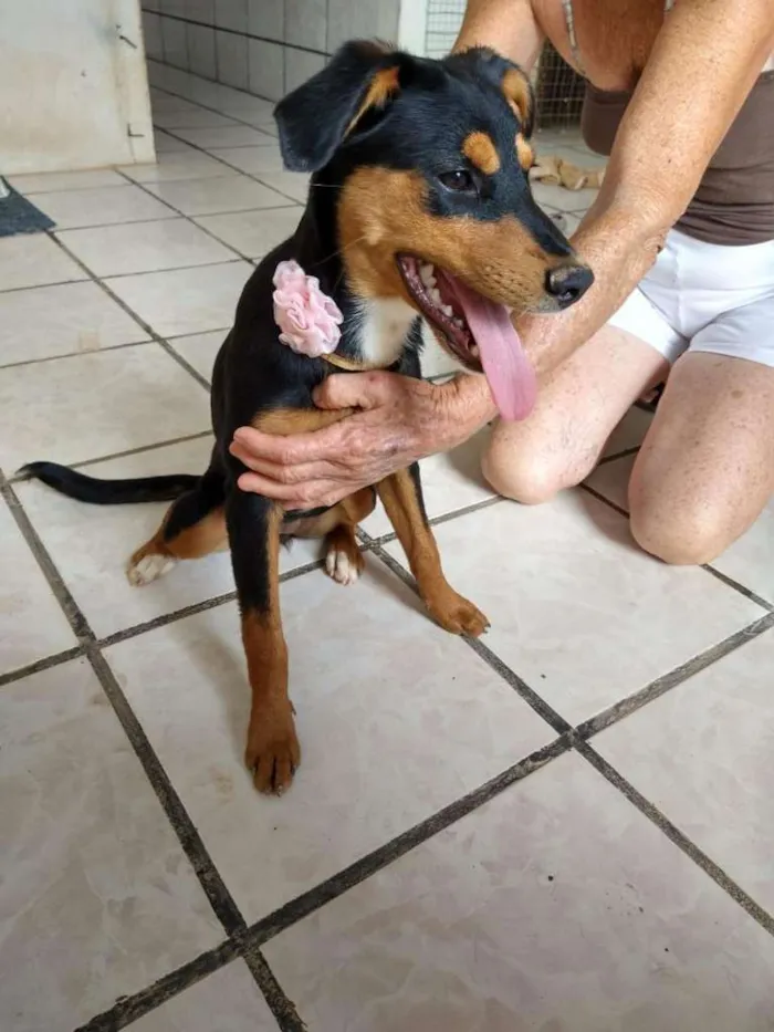 Cachorro raça SRD idade 7 a 11 meses nome Laine