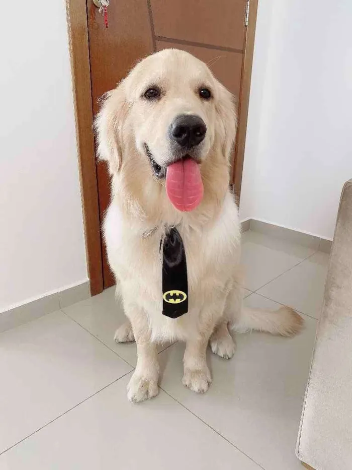 Cachorro raça Goldem retriever  idade 1 ano nome Theo 