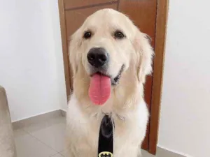 Cachorro raça Goldem retriever  idade 1 ano nome Theo 