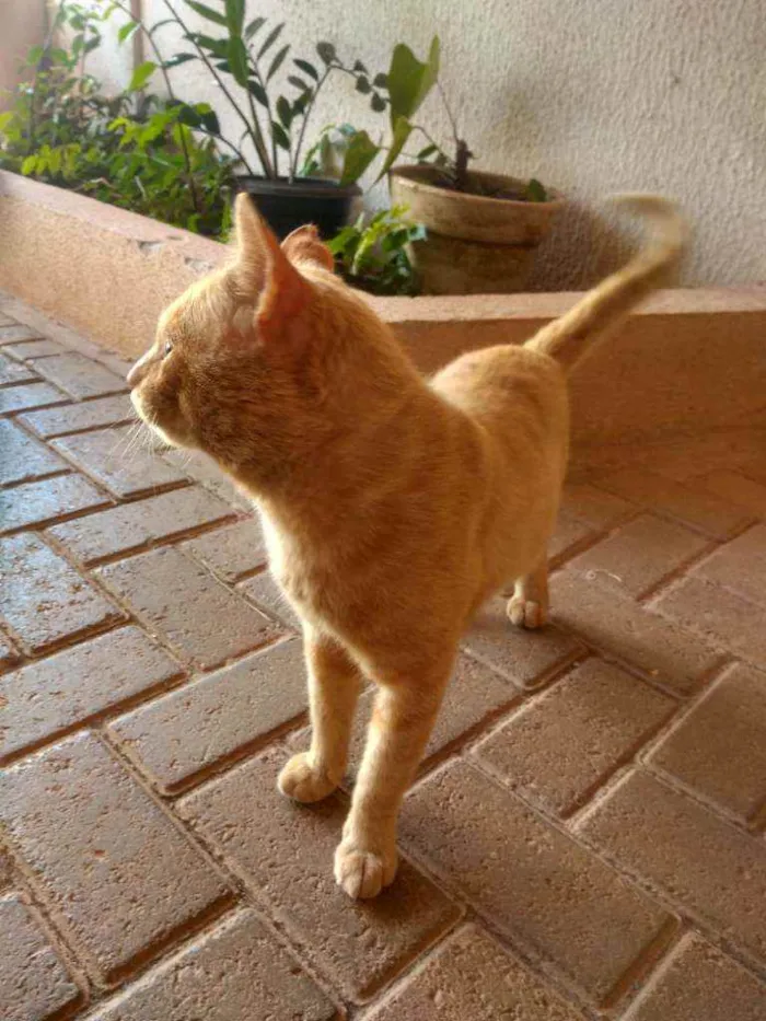 Gato ra a Vira lata idade 2 a 6 meses nome Sol