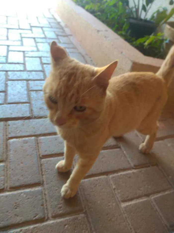 Gato ra a Vira lata idade 2 a 6 meses nome Sol