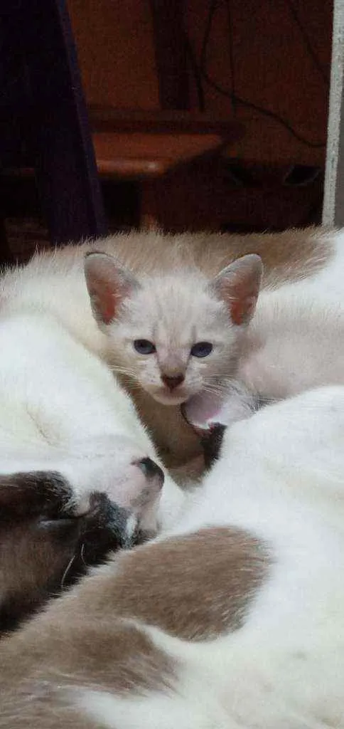 Gato ra a Vira lata idade 2 a 6 meses nome Filhotes
