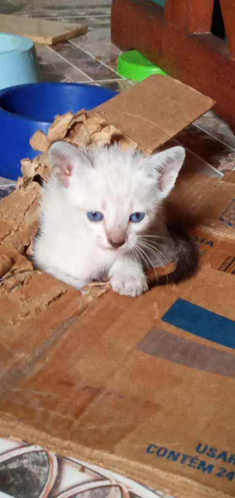 Gato ra a Vira lata idade 2 a 6 meses nome Filhotes