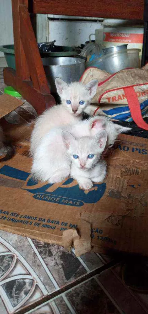 Gato ra a Vira lata idade 2 a 6 meses nome Filhotes