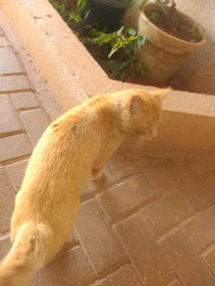 Gato ra a Vira lata idade 2 a 6 meses nome Sol