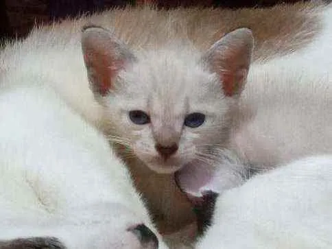 Gato ra a Vira lata idade 2 a 6 meses nome Filhotes