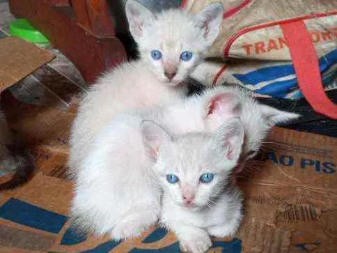 Gato ra a Vira lata idade 2 a 6 meses nome Filhotes