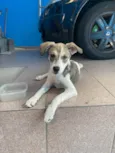 Cachorro raça SRD idade 2 a 6 meses nome Luna
