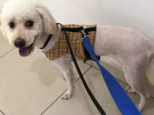 Cachorro raça Poodle idade 3 anos nome Mel