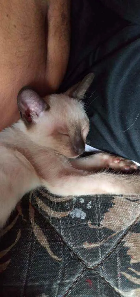 Gato ra a Vira lata idade 2 a 6 meses nome Lalá