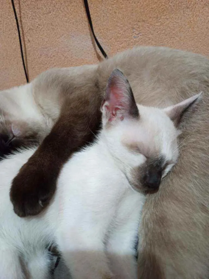 Gato ra a Vira lata idade 2 a 6 meses nome Lalá