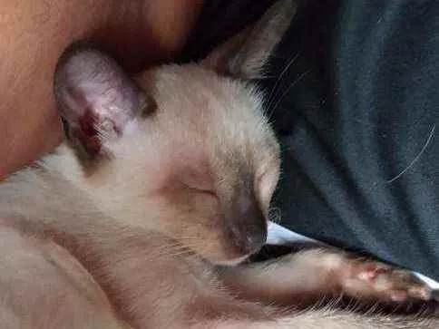 Gato ra a Vira lata idade 2 a 6 meses nome Lalá