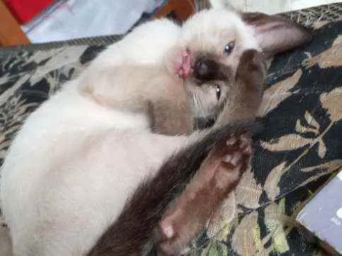 Gato ra a Vira lata idade 2 a 6 meses nome Lalá