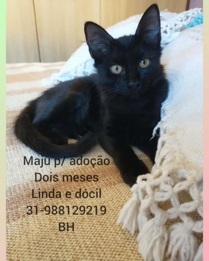 Gato raça SRD-ViraLata idade 2 a 6 meses nome Maju