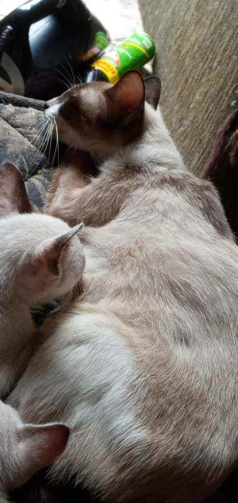 Gato ra a Vira lata idade 1 ano nome Corisco