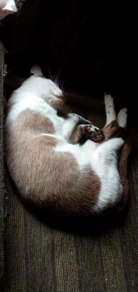 Gato ra a Vira lata idade 1 ano nome Corisco