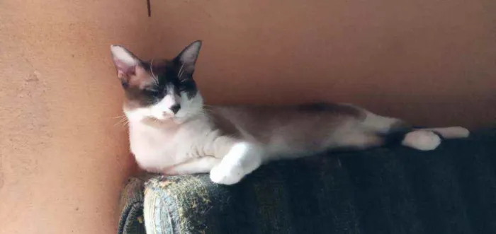 Gato ra a Vira lata idade 1 ano nome Corisco