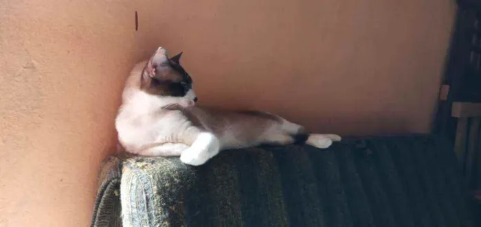 Gato ra a Vira lata idade 1 ano nome Corisco