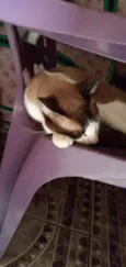 Corisco