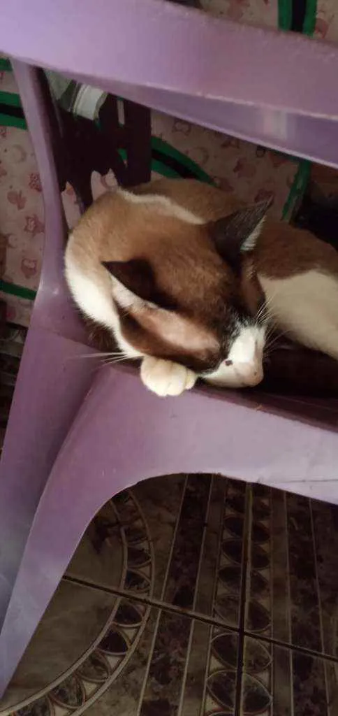 Gato ra a Vira lata idade 1 ano nome Corisco