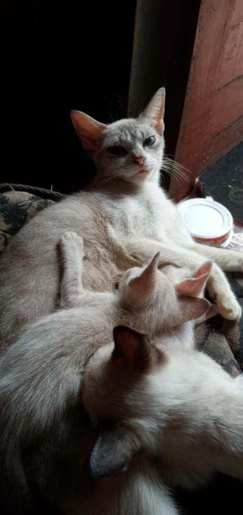 Gato ra a Vira lata idade 1 ano nome Corisco