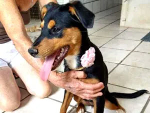 Cachorro raça SRD idade 7 a 11 meses nome Laine