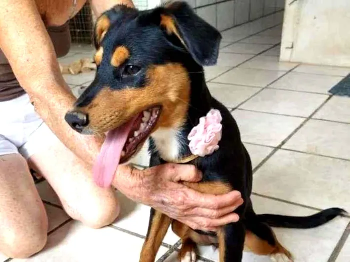 Cachorro raça SRD idade 7 a 11 meses nome Laine