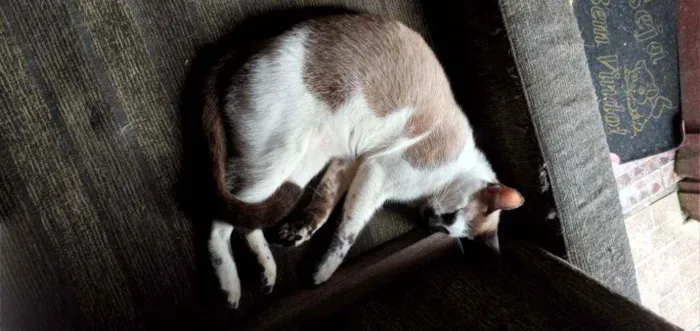 Gato ra a Vira lata idade 1 ano nome Corisco