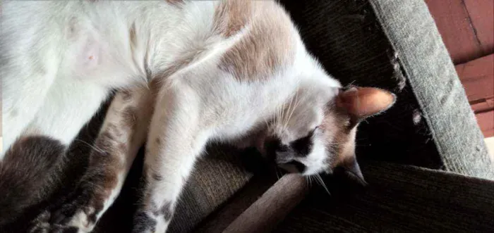 Gato ra a Vira lata idade 1 ano nome Corisco