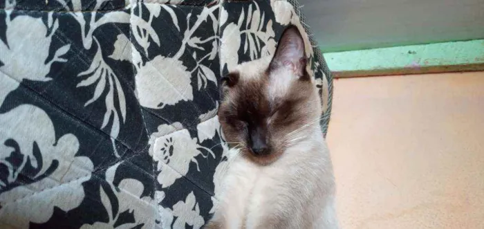 Gato ra a Vira lata idade 1 ano nome Corisco