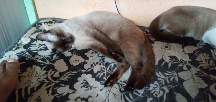 Gato ra a Vira lata idade 1 ano nome Corisco