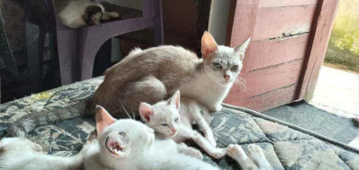 Gato ra a Vira lata idade 1 ano nome Corisco