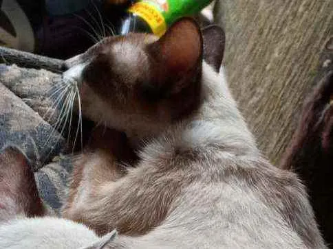Gato ra a Vira lata idade 1 ano nome Corisco