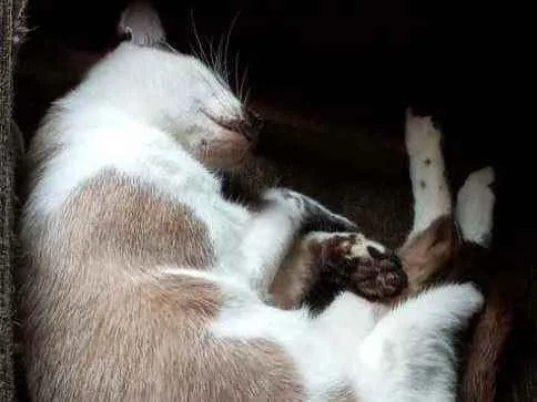 Gato ra a Vira lata idade 1 ano nome Corisco