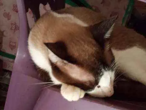 Gato ra a Vira lata idade 1 ano nome Corisco
