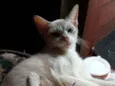 Corisco
