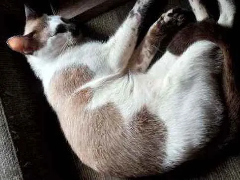 Gato ra a Vira lata idade 1 ano nome Corisco