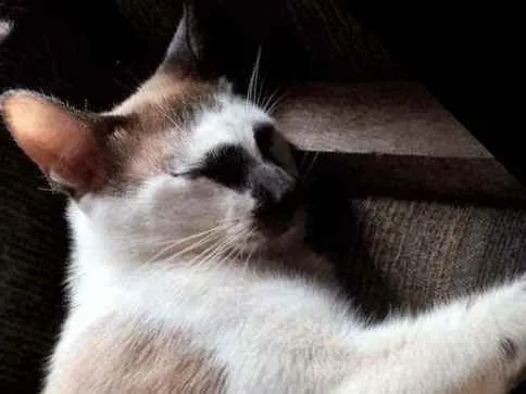 Gato ra a Vira lata idade 1 ano nome Corisco