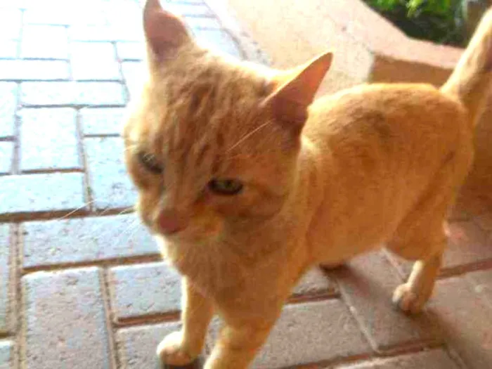 Gato ra a Vira lata idade 2 a 6 meses nome Sol